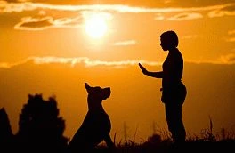 Dog Behavior Patterns, Free Vet Advice, Dog Behavior Questions