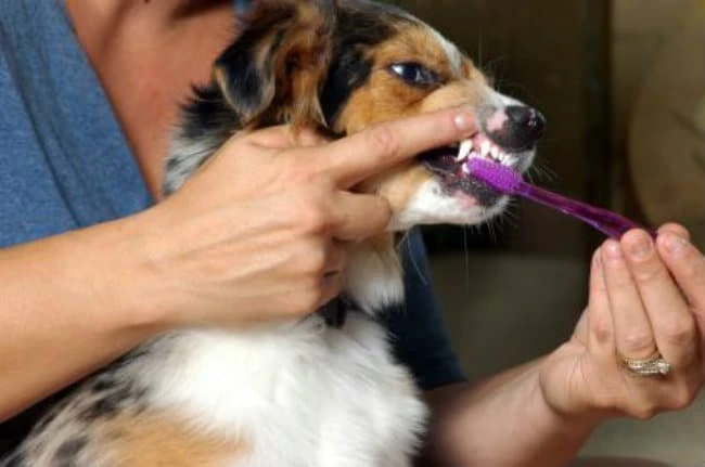 Canine Bad Breath: How to cure your dog or puppies halitosis