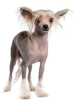 Chinese Crested Hairless Dog