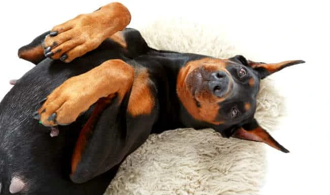 Doberman Cross with Separation Anxiety, Territorial and becomes Aggressive.