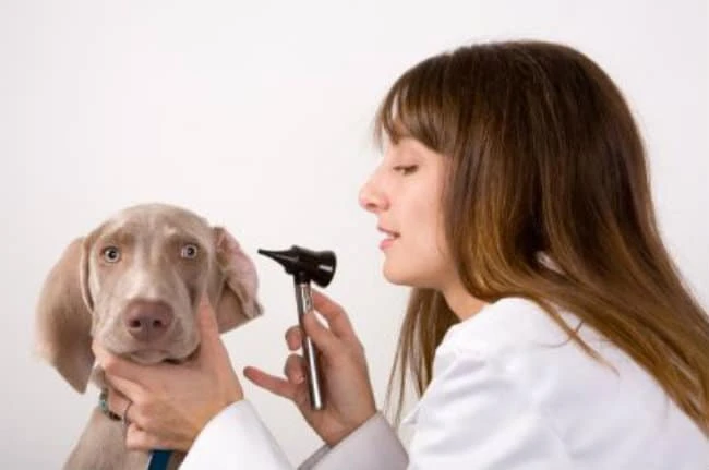 Liver Cancer in Dogs, Canine Euthanasia, Digestion