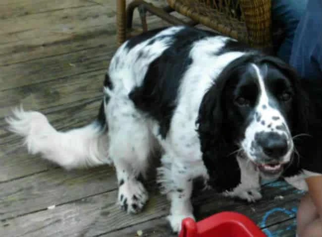 English Springer Spaniel Growling and Snapping at 3 year olds