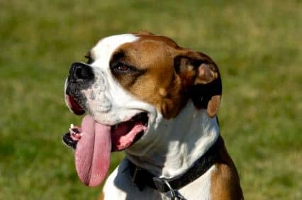 Heat Stroke in Dogs, Heat Stroke Statistics, Symptoms