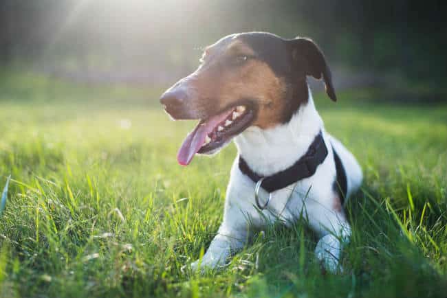 Tips on training an older Jack Russell Terrier