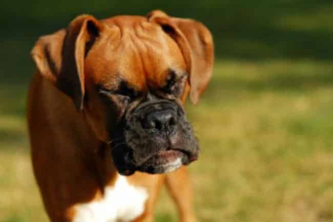 Constipation in Dogs, Best Cure for Constipation, What Foods Cause Constipation
