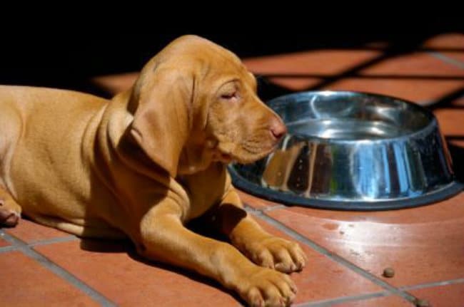 Puppy Diarrhea, Dog Diarrhea Cures, Foods that Cause Diarrhea