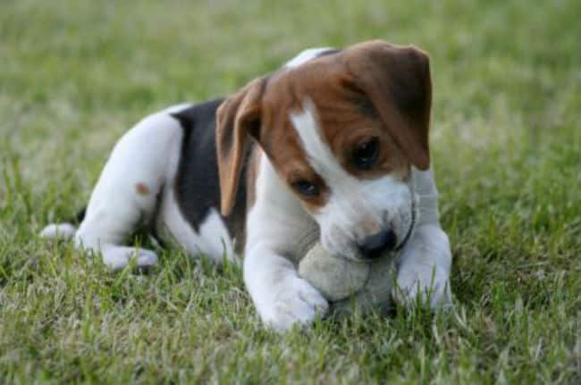 Stop Puppy Biting, Free Puppy Training Tips, How to Train a Puppy