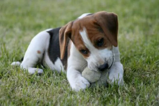 Puppy Development, Free Puppy Training Tips, How to Train a Puppy