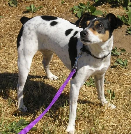 Rat Terrier Breed, Small Breeds of Dogs, Best Small Dog Breeds