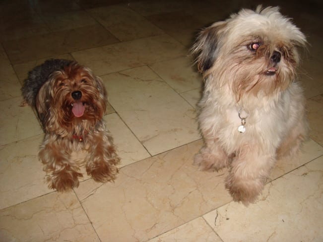 About The Yorkie Shih Tzu Mix And Yorkie Chihuahua Mix