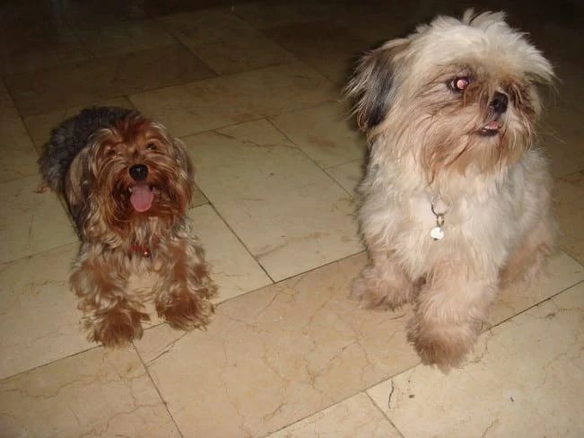 chiwawa mix with shih tzu