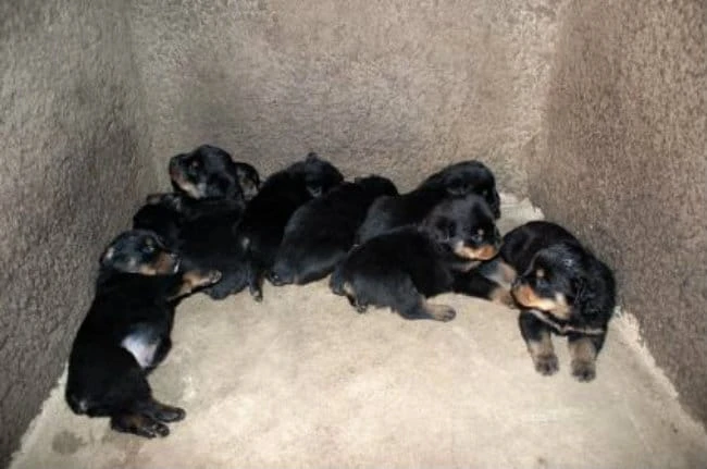 Whelping Puppies, Dogs Giving Birth, Signs & Symptoms