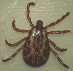 This is a picture of an American Dog Tick
