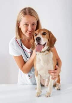 Bladder Cancer in Dogs – A complete guide to the causes & symptoms