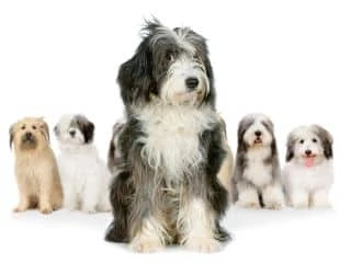 bearded collie puppies