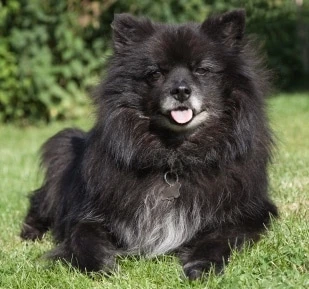 Pomeranian store mix black