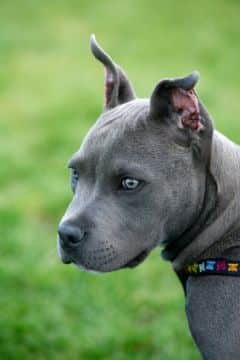 A picture of a Blue Nose Pit Bull