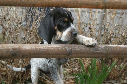 Blue Tick Hounds – A Complete Guide to this Breed