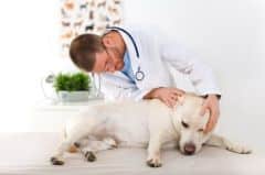 A picture of a vet examining a Labrador