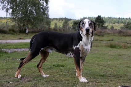 catahoula leopard hound