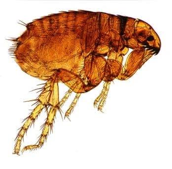 what do fleas look like