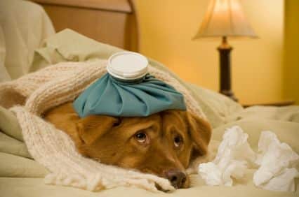 cause of dog vomiting