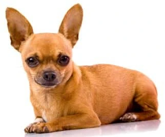 Chihuahua Pregnancy, Daily Calendar, Gestation, Earliest Possible Signs