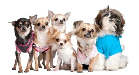 List of Small Dog Breeds, Small Breeds of Dogs