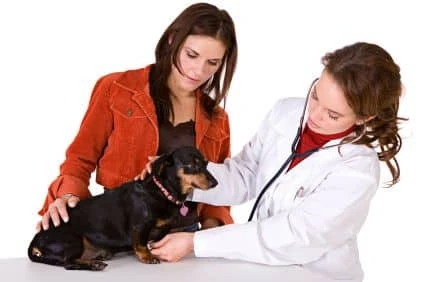Rabies in Dogs, Pros Cons of Euthanasia, Nerve Damage Symptoms