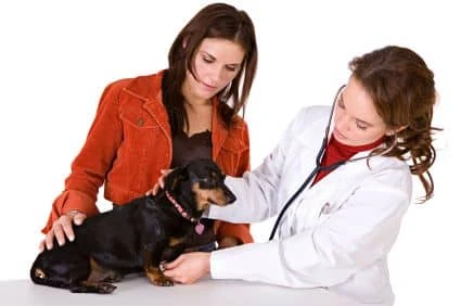 Lung Cancer in Dogs, Fluid in Lung Causes, Blood Clots in Lungs, Warning Signs