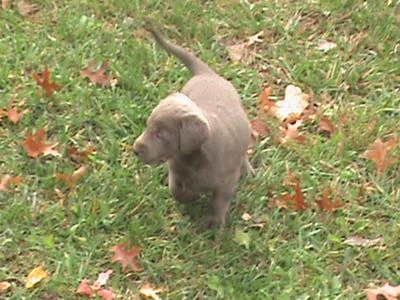 Crate Training a Puppy! Why does my 9 month old female silver lab potty in her crate after being let out to go potty ???