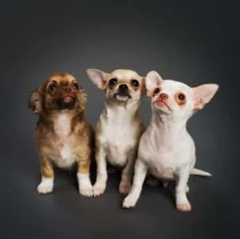 Cute Chihuahua Names, Girl & Boy Dog Names, Mini