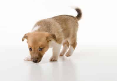 House Training Dogs, House Training Older Dogs, Housebreaking a Dog