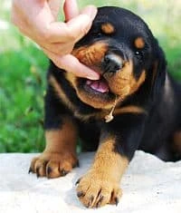 Free Puppy Training Tips, How to Train a Puppy, Stop Puppy Biting