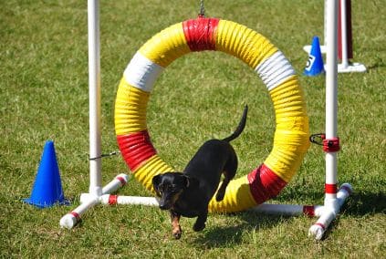 dog agility equipment plans