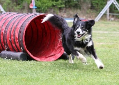 dog agility equipment plans