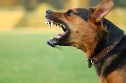 how to stop dog barking