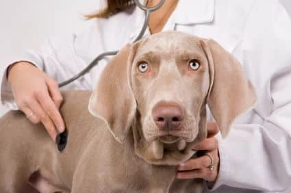 lung cancer in dogs