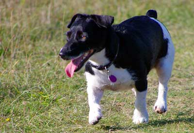 Miniature Jack Russell Terrier
