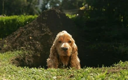 Stop dogs digging holes, how to keep domestic dogs from digging under fences