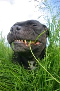 dogs eating grass