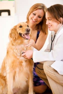 roundworms in dogs