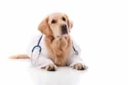 Bronchitis in Dogs – Its symptoms, causes & treatment