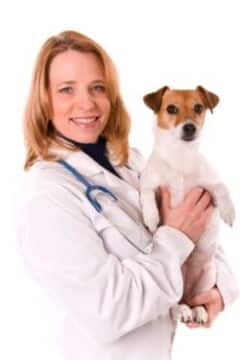A female vet holding a dog