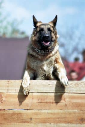 dog jumping fence