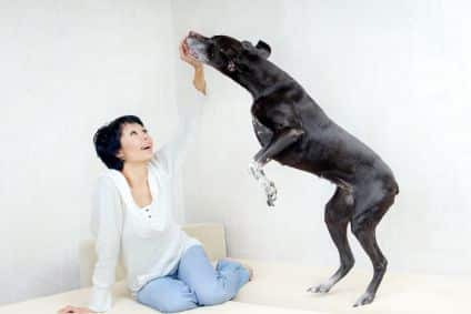 Dog Mounting, Stop Puppy Biting, Dog Behavior patterns