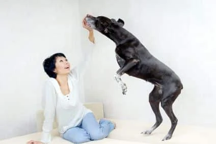 dog mounting