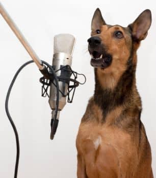 dog training interviews