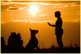 Dog Psychology, Dog Psychology Center, Puppy Training Tips