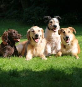 Choosing a Dog, Best Dog Breed for Children, Choosing a Dog for Family,